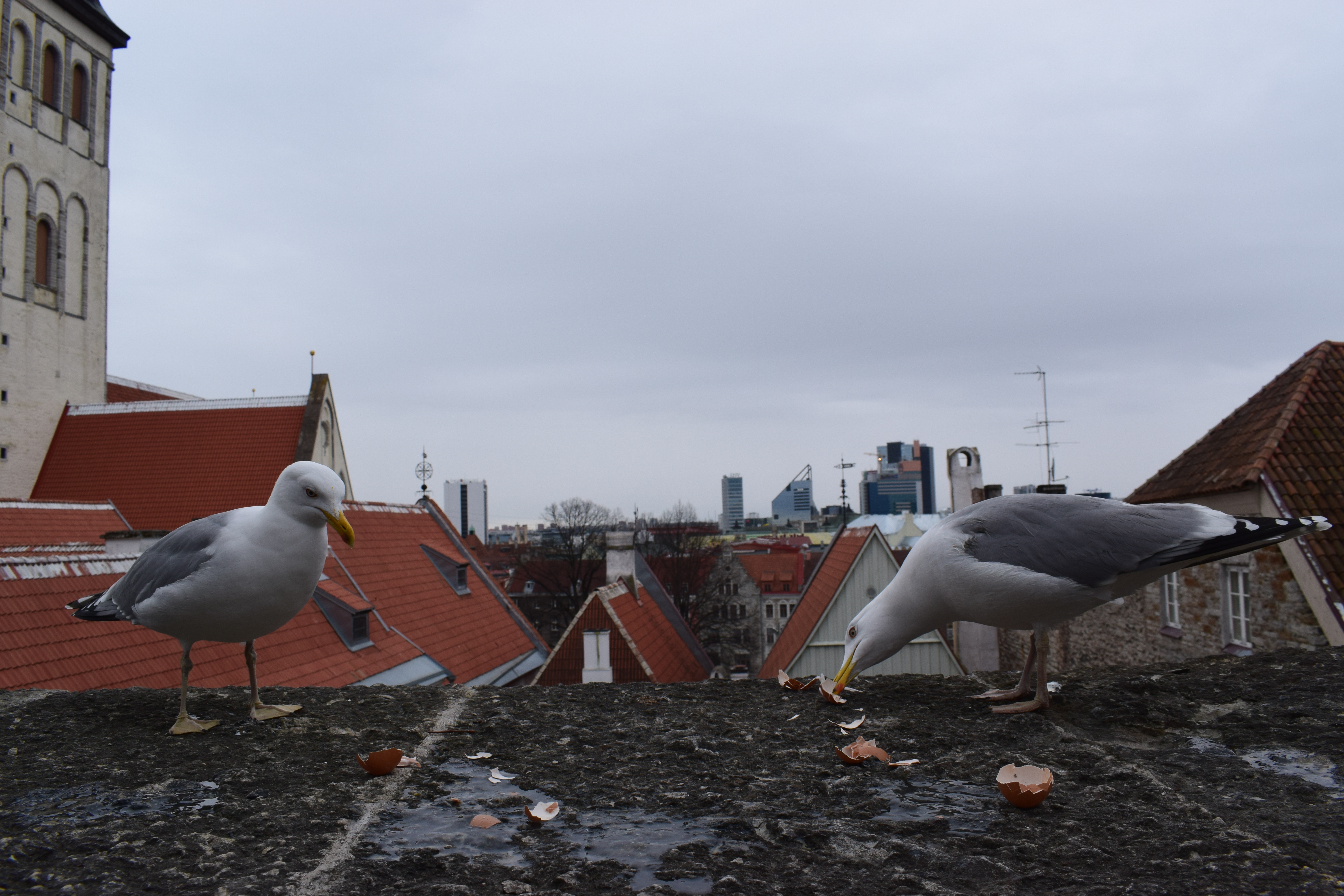DSC_0903